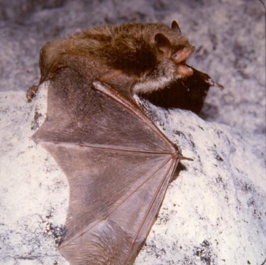 Wasserfledermaus